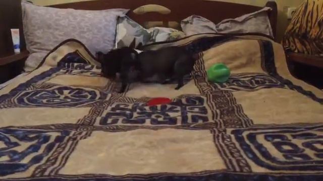 Амур Депринц -с мамулей по игрули:) смотреть онлайн