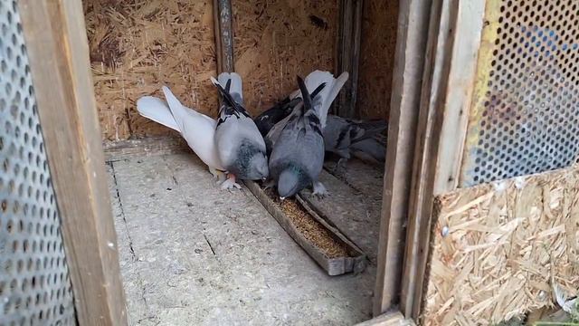 Линька голубей & Кормовая сера, дозировка. Таклачата гон, один в кураже. смотреть онлайн