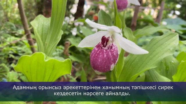 Венерин Башмачок смотреть онлайн