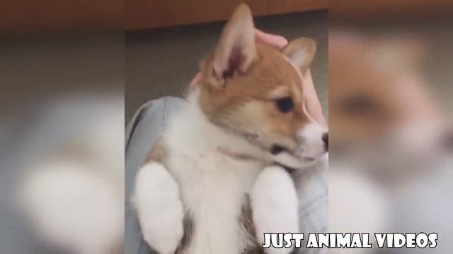 Funny Corgi Video Compilation | Cutest Corgis Of 2018