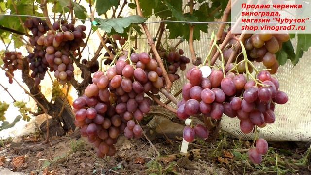 Виноград Армани- крупные ягоды и грозди, хорошая устойчивость к грибкам. Https://shop.vinograd7.ru