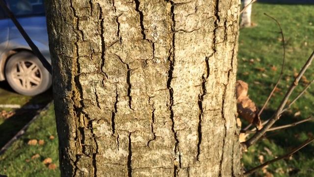 Sweet Chestnut (Castanea sativa) - trunk close up - February 2018 смотреть онлайн