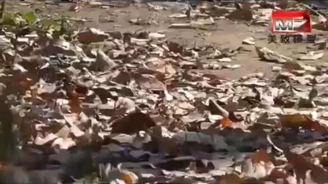 MZ 1:14 R/C Monster 2836 смотреть онлайн