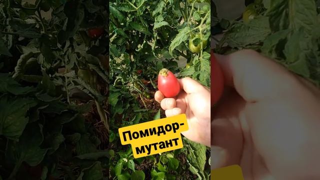 Помидор-мутант Настенька смотреть онлайн