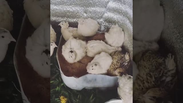 Содержание перепелов без клетки смотреть онлайн