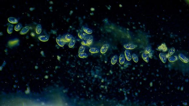 Чем царства живой природы отличаются друг от друга. 7 царств живой природы смотреть онлайн