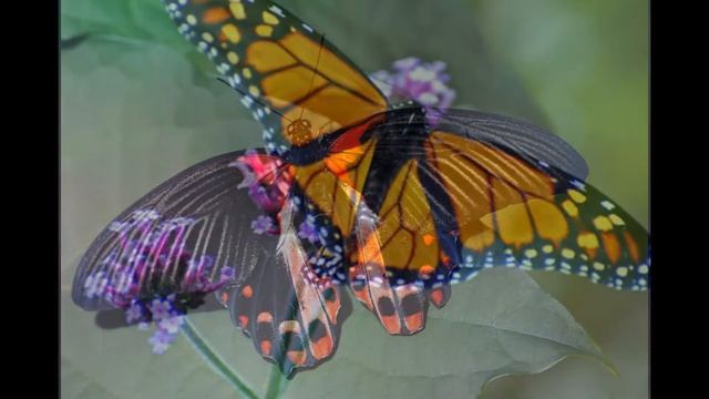 Самые красивые бабочки в мире. смотреть онлайн