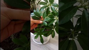 Шефлера уход в домашних условиях#шефлера#уходзашефлерой#plants #suculentas #sheflera