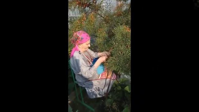 Виртуальный конкурс поделок из овощей и фруктов «Во саду ли, в огороде», с. Баткат смотреть онлайн