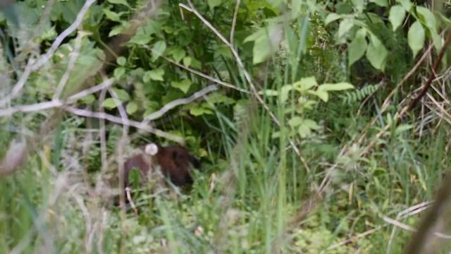 Muskrat. Мускусная крыса, ондатра смотреть онлайн