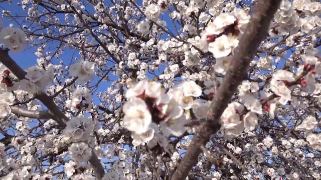 Суфийские кружения и мечеть Мевляны в Конье ,жизнь в Турции смотреть онлайн