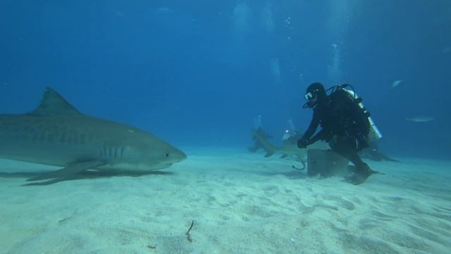 Тигровая акула! ...ооочень пикантно, когда в нескольких сантиметрах от тебя. смотреть онлайн