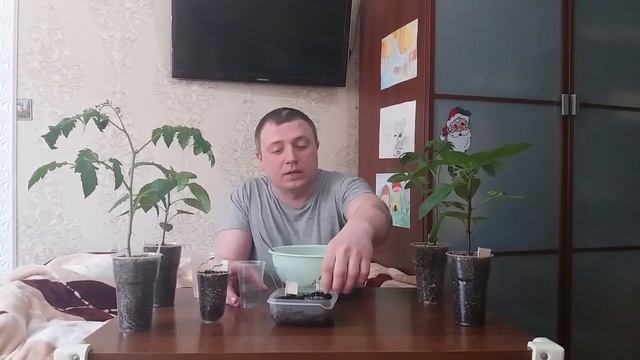 Вытянулась рассада...Что делать?? смотреть онлайн