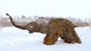 Мамонтов возраждают// скоро мамонты будут ходить рядом с нами // Животные // Доисторические животны