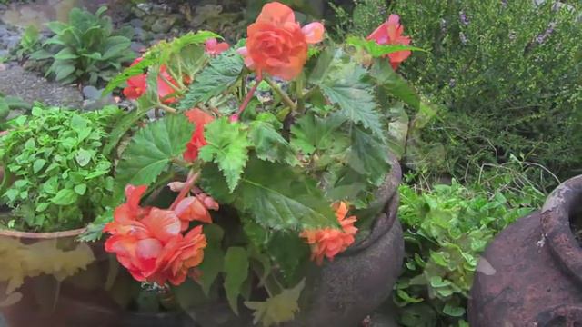BEGONIAS Large смотреть онлайн