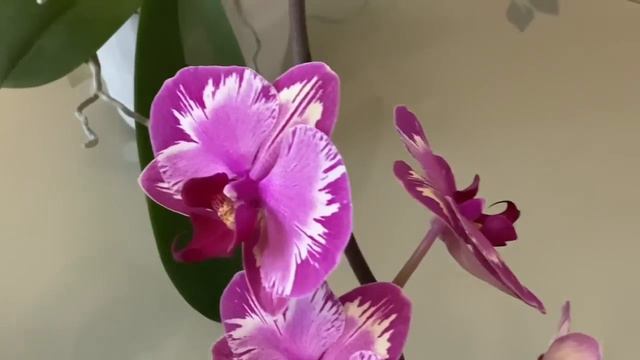 ПЕРВОЕ ЦВЕТЕНИЕ ЧЕТЫРЕХ АЗИАТОВ.Lip 125 / I-Hsin Stacy / OX2 No10 / 2 то и 2 то да ни то🤷♂️🌷🤩 смотреть онлайн