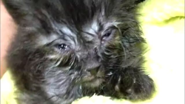 Цыганка подарила страшненького больного котенка. И вот что с ним стало через год смотреть онлайн