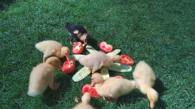 Что едят утята? смотреть онлайн