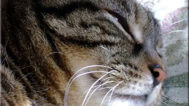Bedlingtonrus - Cats Smiles смотреть онлайн