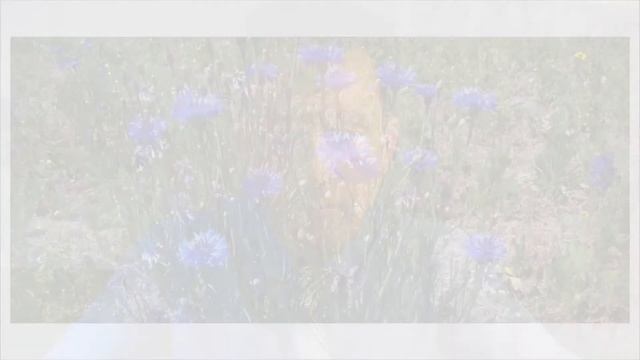 Сорные растения. Видеолекция. Пазин М.А. смотреть онлайн