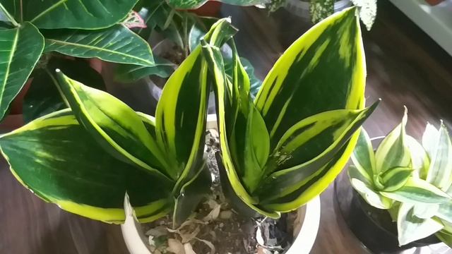 Обзор Сансевиерий в Мае?Опыт и выводы?Блэк Голд?Ханни Голд?Манолин?Кирки?Лаурен?Хорвуд?Лаурен?Голде смотреть онлайн