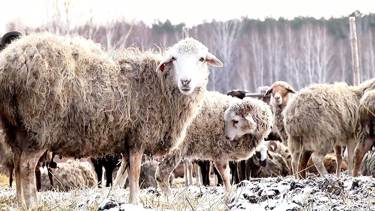 Баранина смотреть онлайн