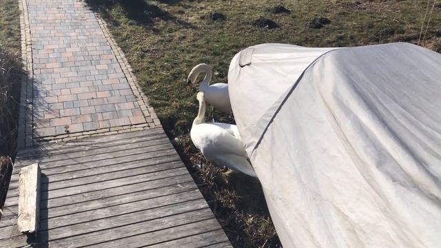 Карантин на даче. Лебеди с нами! смотреть онлайн