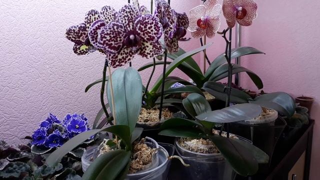 Завершаю весеннюю эстафету!!! смотреть онлайн