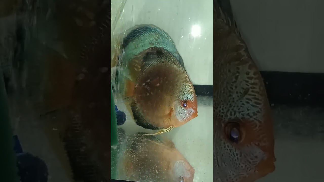 Дискусы Кобальты с мальками #discus #aquarium #аквариум #аквариумныерыбки #shorts #short смотреть онлайн