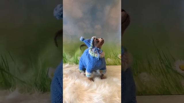 Кот породы бамбино смотреть онлайн