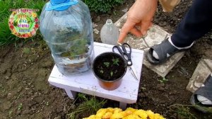 Черенкование хризантемы мультифлора осенью. Какие черенки укореняются В чем укоренять Тепличка для