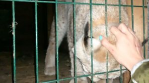 МАКРО СПАРИВАНИЕ РЫСЕЙ