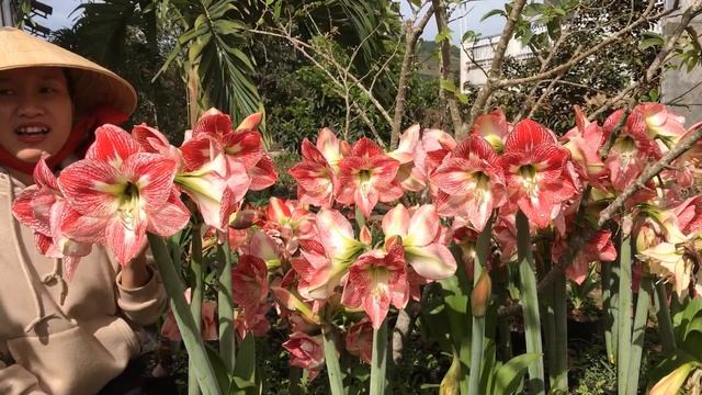 Hippeastrum/Amaryllis Flamenco Queen nở tại VườnNhàThaoHuyền #Happynewyear#vuonnhathaohuyen#lanhue смотреть онлайн