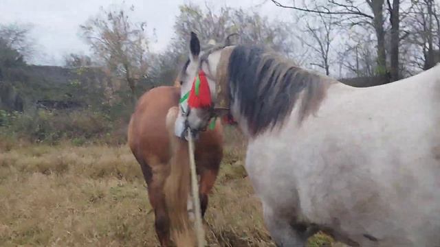 ПЕРВОЕ ЗНАКОМСТВО МОЛОДОГО ЖЕРЕБЦА С КОБЫЛОЙ смотреть онлайн
