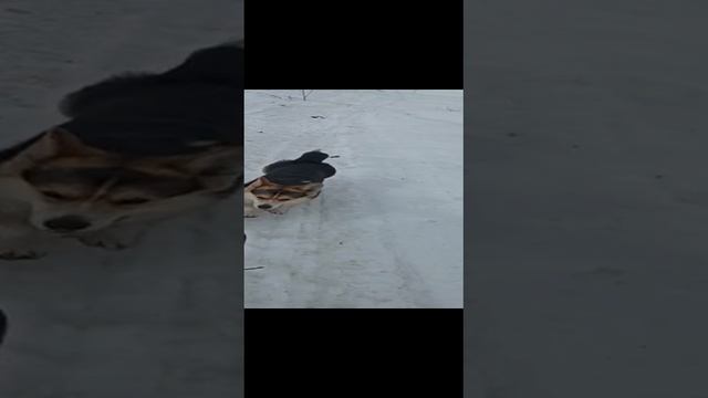 тренируем пёсика