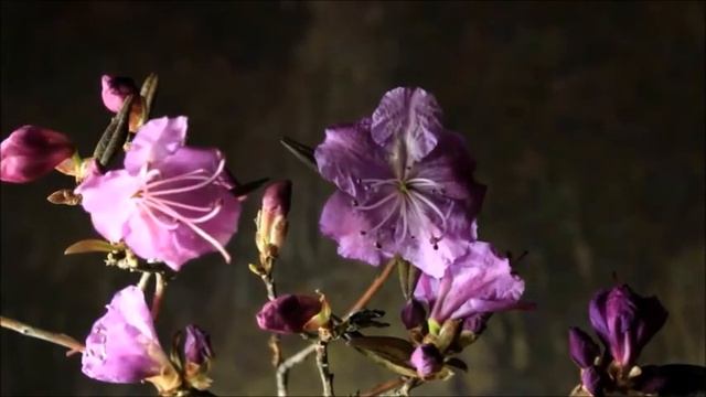 Где то багульник на сопках цветёт смотреть онлайн