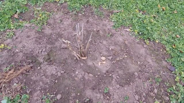 Жизнь в селе!Сходил за грибами!Осенняя обработка деревьев железным купоросом от болезней! смотреть онлайн