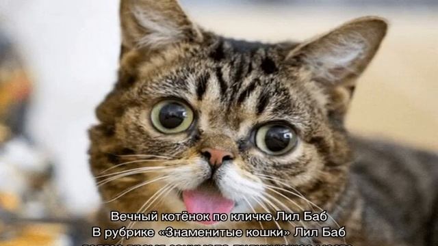 Самый известный кот в мире и знаменитые кошки смотреть онлайн