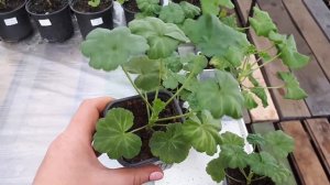 ПЕЛАРГОНИИ проблемы с листьями. Зима 2021.