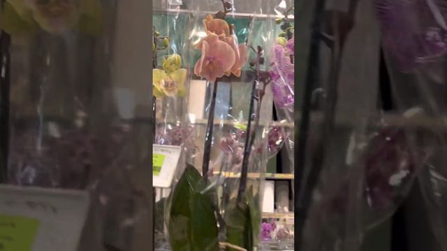 Обзор орхидей из Сангрина, как остановиться…?! смотреть онлайн