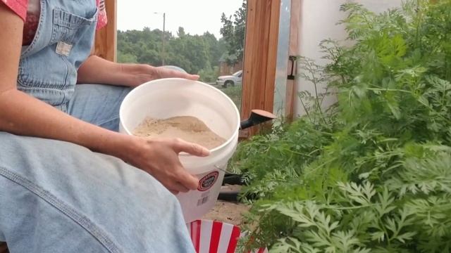Carrots, One Year Later? Root Cellar Experiment, Did it Work? смотреть онлайн