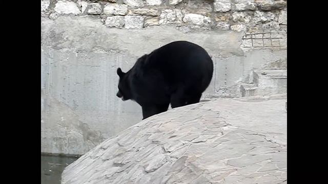 Супер медьведь смотреть онлайн