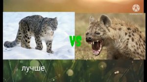 снежный барс vs пятнистая гиена