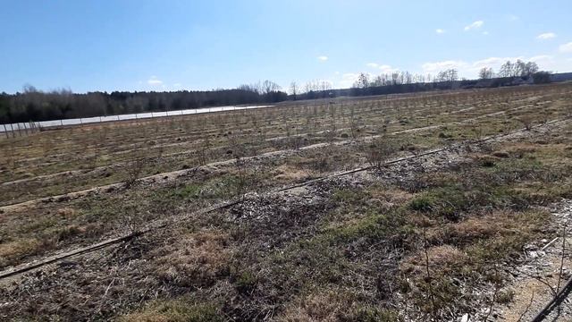 Голубика. Начало работ. смотреть онлайн