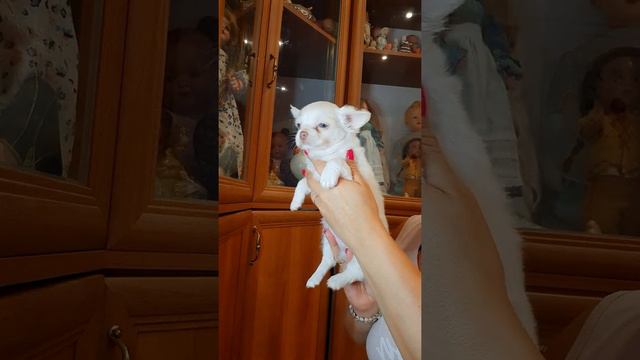 чихуахуа дорогой Щенок продажа ,невероятная питомник Кастропуло Крым Симферополь доставка8978745806