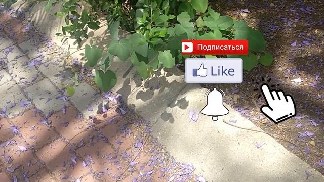 ПОПКОРН, ФИАЛКОВОЕ ДЕРЕВО -ЖАКАРАНДА, ЗМЕЯ ВО ДВОРЕ, УГАДАЙ МЕЛОДИЮ! смотреть онлайн