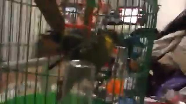 Попугаи неразлучники смотреть онлайн