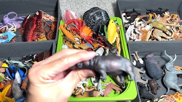 80 Sea Animals, Wild Cats, African Animals - Lobster, Eel, Crab, Lion, Tiger, Cheetah, Elephant смотреть онлайн