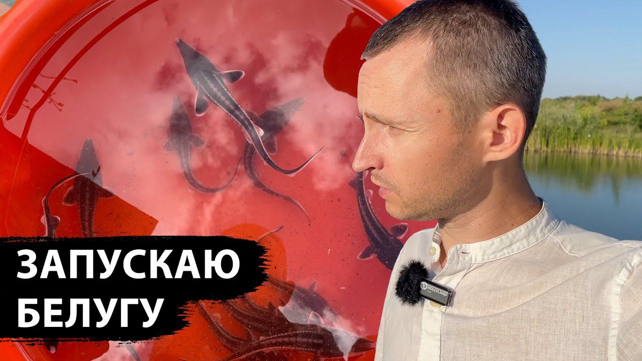 Вырастим БЕЛУГУ весом в ТОННУ в своём пруду у дома, обход посадок на поместье