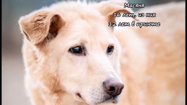 Собаки приюта Кожухово ушли навсегда в 2021г смотреть онлайн